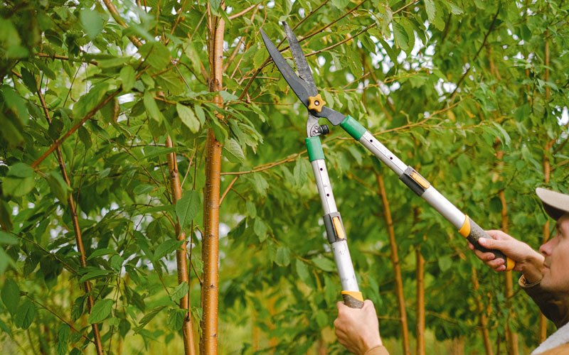 Tree trimming in Farwell, NE